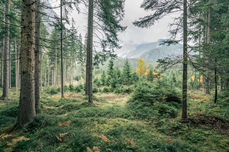 Gewinnspiel Mareiner Holz