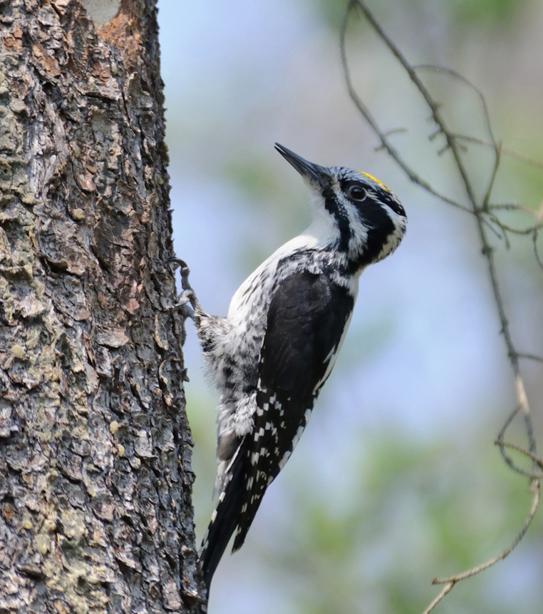 Gewinnspiel Mareiner Holz